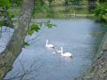 swans, 52K