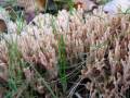 Coral mushroom, 61K