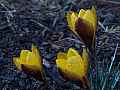 sign of spring