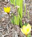 Crocuses!, 51K