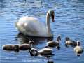 Cygnets, 63K