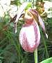 ladyslipper, 42K