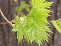 first maple leaves, 20K