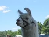 llama at fair, 48K