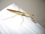 praying mantis, 55K