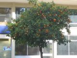 citrus tree, 72K