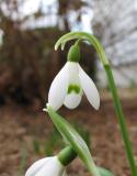 first snowdrop, 44K