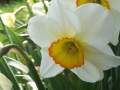 spring daffodil, 24K