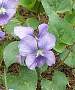 wild violet, 28K