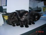young kittens, 40K