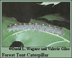 caterpillar