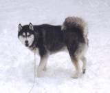 Yukon: missing, 10K